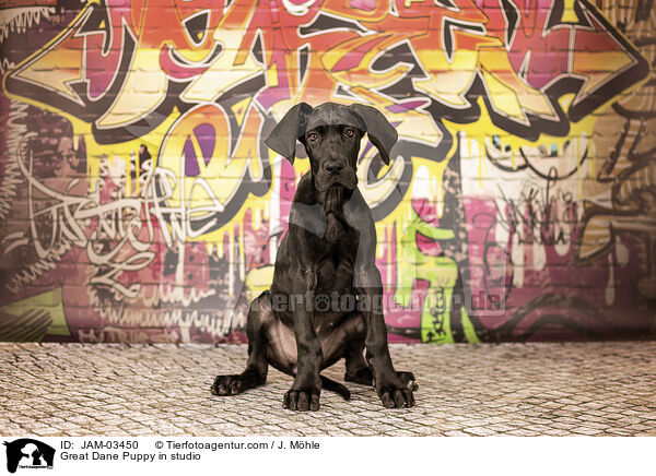Great Dane Puppy in studio / JAM-03450