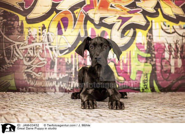 Great Dane Puppy in studio / JAM-03452