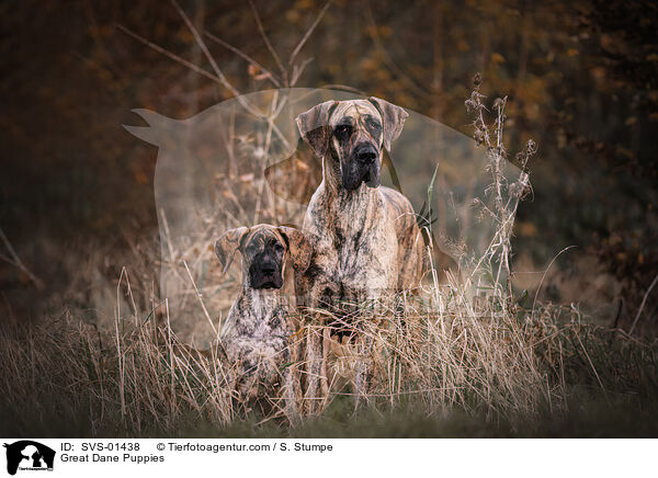 Great Dane Puppies / SVS-01438