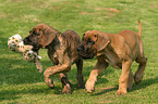 great Dane puppies