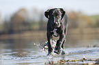 running Great Dane Puppy