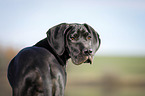 Great Dane Puppy Portrait