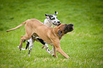 playing Great Danes