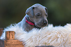 Great Dane Puppy portrait