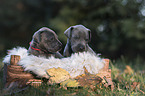 Great Dane Puppies portrait