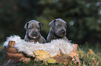Great Dane Puppies portrait