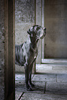 old Great Dane