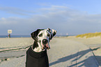 Great Dane on the beach