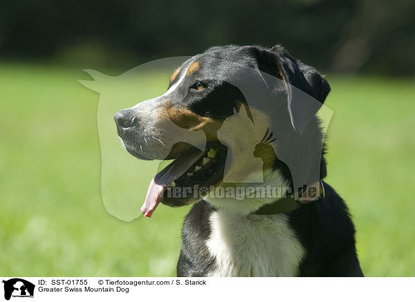 Greater Swiss Mountain Dog / SST-01755