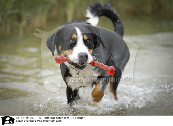 playing Great Swiss Mountain Dog / RR-91907