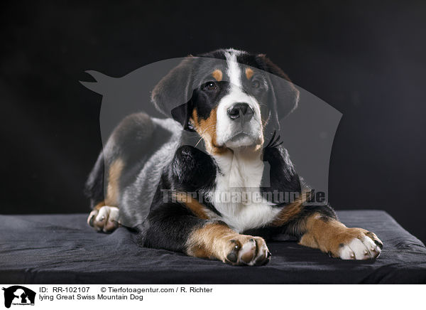 lying Great Swiss Mountain Dog / RR-102107