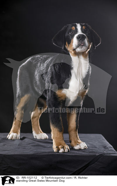 standing Great Swiss Mountain Dog / RR-102112