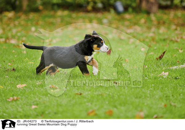running Great Swiss Mountain Dog Puppy / JR-04273