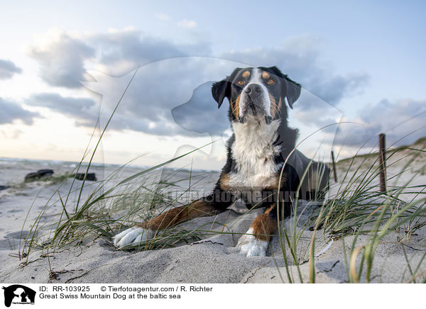 Great Swiss Mountain Dog at the baltic sea / RR-103925