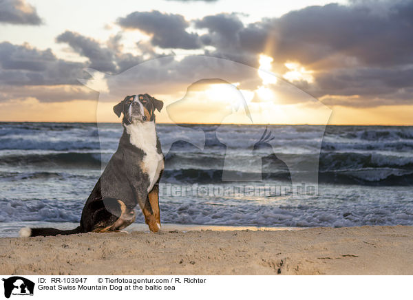 Great Swiss Mountain Dog at the baltic sea / RR-103947