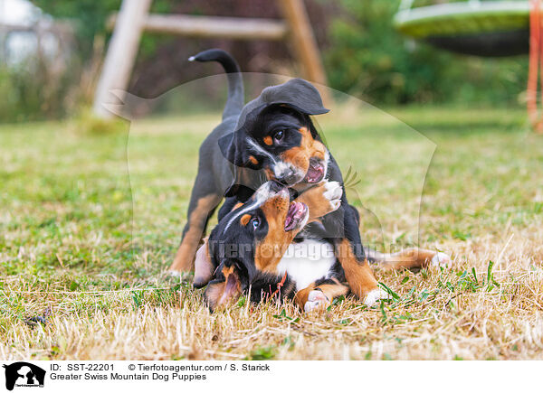 Greater Swiss Mountain Dog Puppies / SST-22201