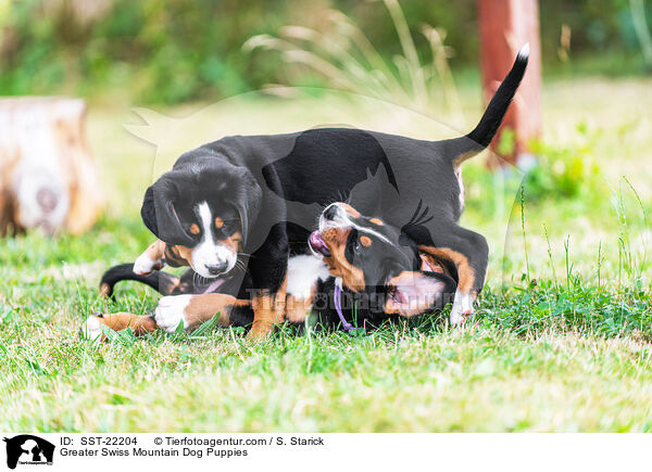 Greater Swiss Mountain Dog Puppies / SST-22204