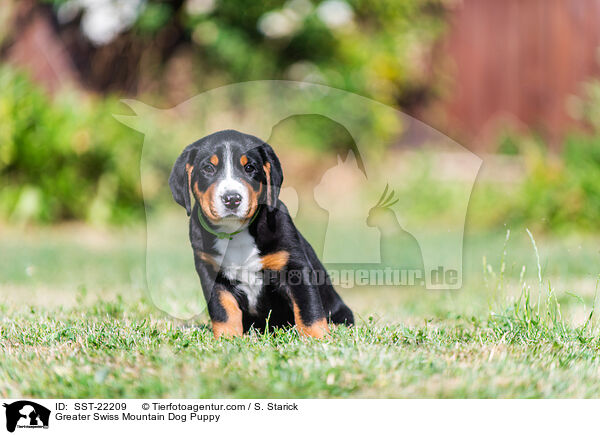 Greater Swiss Mountain Dog Puppy / SST-22209
