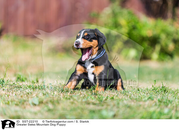 Greater Swiss Mountain Dog Puppy / SST-22210