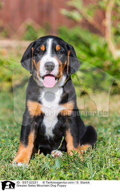 Greater Swiss Mountain Dog Puppy / SST-22221