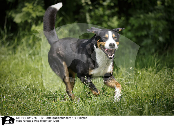 male Great Swiss Mountain Dog / RR-104075