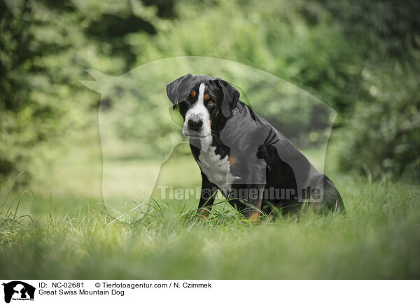 Great Swiss Mountain Dog / NC-02681