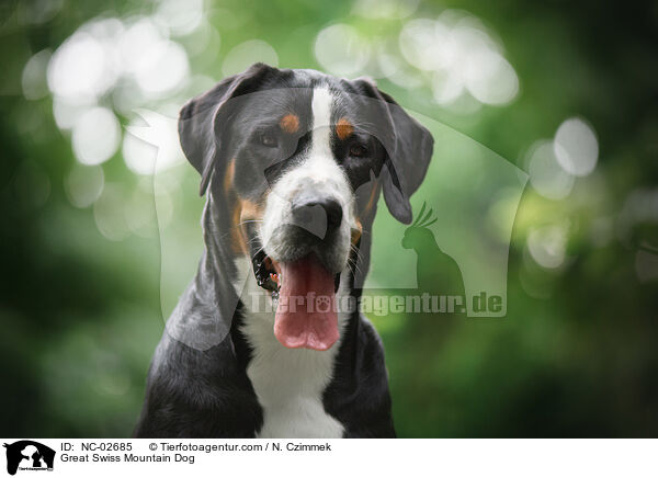 Great Swiss Mountain Dog / NC-02685