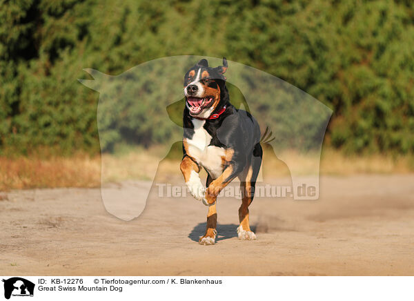 Groer Schweizer Sennenhund / Great Swiss Mountain Dog / KB-12276