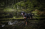 standing Greater Swiss Mountain Dog