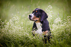 young Greater Swiss Mountain Dog