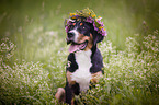 young Greater Swiss Mountain Dog