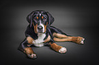 lying young Greater Swiss Mountain Dog