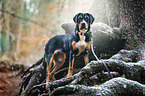 standing young Greater Swiss Mountain Dog