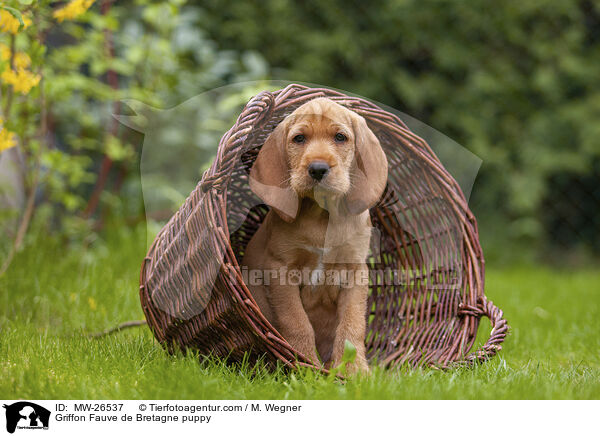 Griffon Fauve de Bretagne puppy / MW-26537
