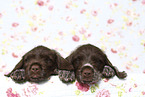 Griffon Korthals Puppies