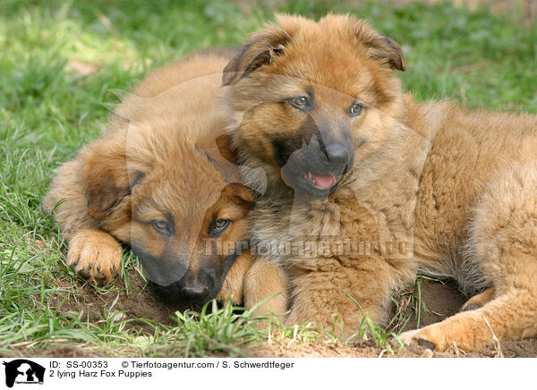 2 lying Harz Fox Puppies / SS-00353