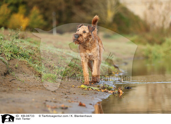 Irish Terrier / KB-08733