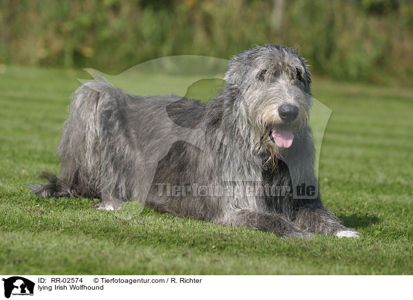 lying Irish Wolfhound / RR-02574