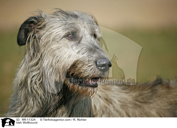 Irish Wolfhound / RR-11324
