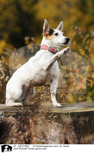 Jack Russell Terrier gives paw / AG-01887