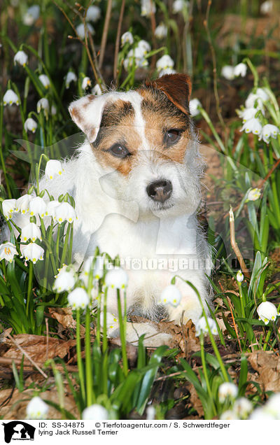 lying Jack Russell Terrier / SS-34875