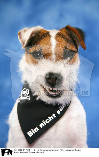Jack Russell Terrier Portrait / SS-44789