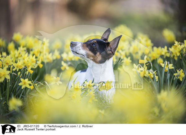 Jack Russell Terrier portrait / JRO-01120