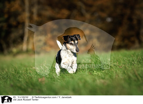old Jack Russell Terrier / YJ-16232