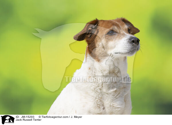 Jack Russell Terrier / JM-15293