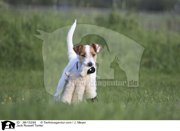 Jack Russell Terrier / JM-15299