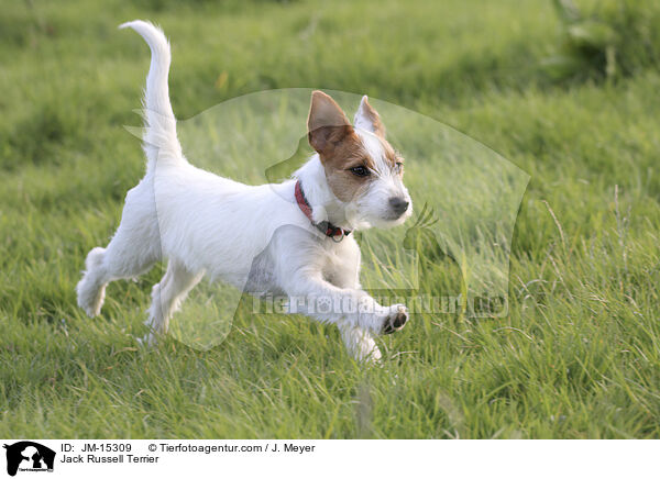 Jack Russell Terrier / JM-15309