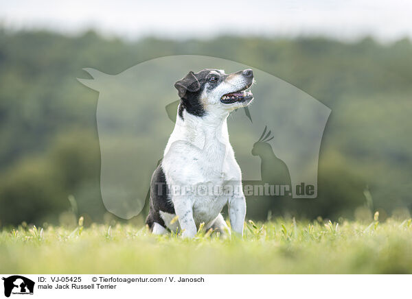 male Jack Russell Terrier / VJ-05425