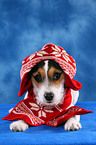 young Jack Russell Terrier with beanie
