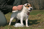 trimming a Jack Russell Terrier
